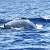 whale_humpback_h_00278_dom2321.jpg